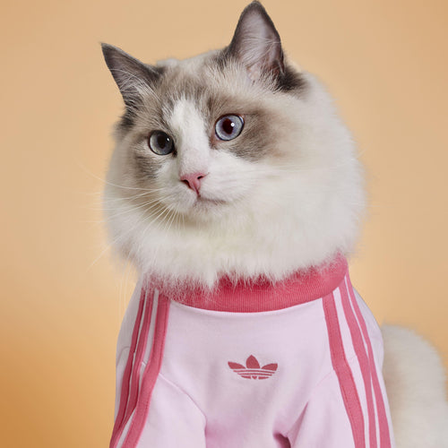 adidas Pet Accessories